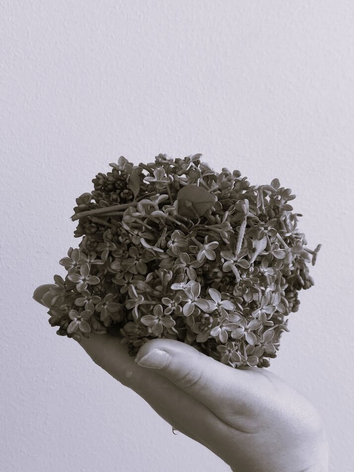 Lilac flowers on hand image